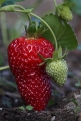 1st Strawberries_5668